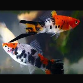 Xipho Xiphophorus helleri Sanke 3 cm