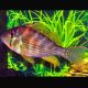 Acarichthys Heckelii - Acara de Heckel 6-8 cm 22,00 €