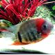Heros fasciatus rouges F1 4-5 cm superbes