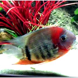 Heros fasciatus rouges F1 4-5 cm superbes