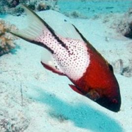 Bodianus anthioides : 10 à 12 cm  139,50 €