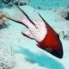 Bodianus anthioides : 10 à 12 cm  
