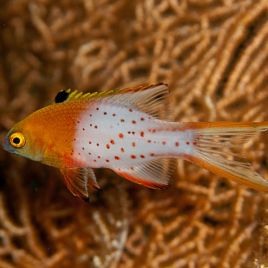 Bodianus anthioides : 5 à 7 cm  