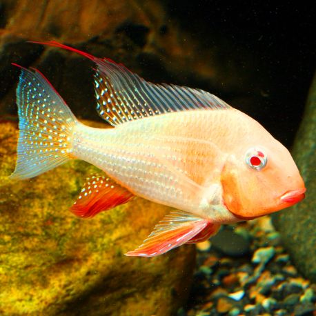 Acarichthys Heckelii - Acara de Heckel albinos 10-12 cm lot de 2 89,50 €