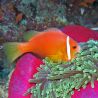 Amphiprion Nigripes 5-7 cm