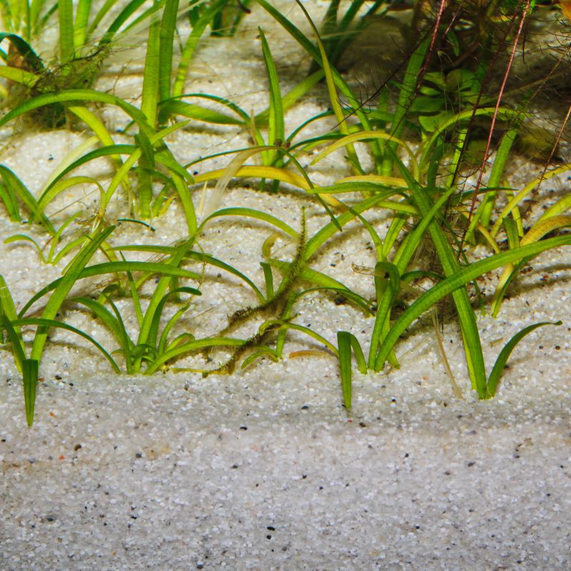 JBL Sansibar River - Sable à faible granulométrie pour aquarium