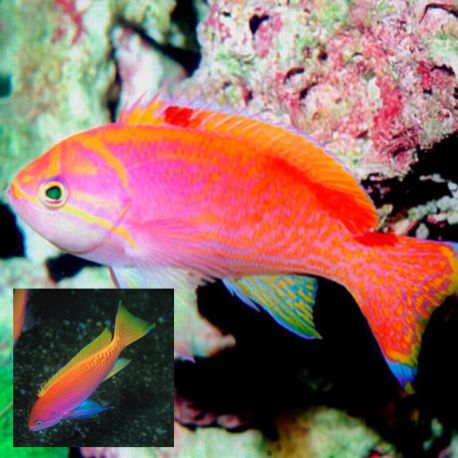 Pseudanthias Bimaculatus 1 mâle + 2 femelles- superbes 168,90 €