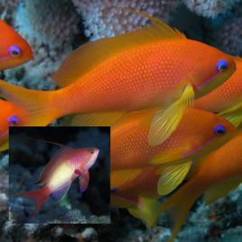 Pseudanthias Squamipinnis 1 mâle + 2 femelles (5-7 cm)