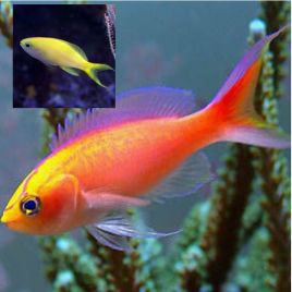 Pseudanthias Parvirostris* 1 mâle + 2 femelles 86,30 €