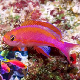 Pseudanthias Randali 1 mâle + 2 femelles 89,50 €