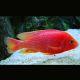 Aulonocara Sp FireFish 10-12 cm le couple- superbe