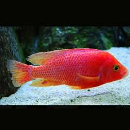 Aulonocara Sp FireFish 10-12 cm le couple- superbe