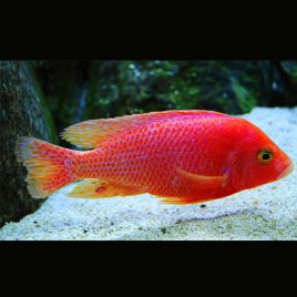 Aulonocara Sp FireFish 8-10 mâle uniquement full color