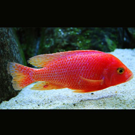 Aulonocara Sp FireFish 10-12 cm le couple- superbe