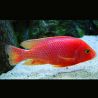 Aulonocara Sp FireFish 7_8cm  mâle uniquemen t full color
