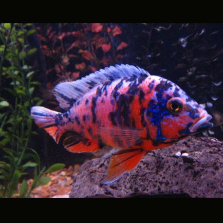 Aulonocara Calico OB 8-10 cm le couple 