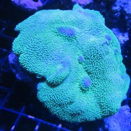 Rhodactis mussoides verts (10-12 cm) 75,00 €