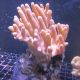 Lobophytum commun 7-9 cm 37,50 €