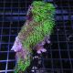 Pachyclavularia violacea vert coeur blanc 7-9 cm 39,50 €