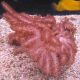 Klyxum sp (Alcyonum sp)-corail soft colt 8 CM 34,50 €
