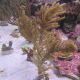 Pterogorgia Citrina - gorgone symbiotique des Caraïbes 8-12- cm