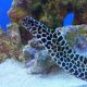 Gymnothorax favagineus 40-50 cm 205,00 €