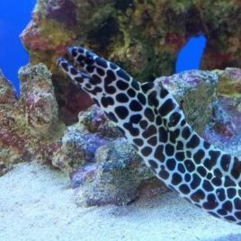 Gymnothorax favagineus 40-50 cm