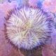 Lytechinus variegatus (Oursin violet) 24,50 €