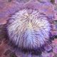 Lytechinus variegatus (Oursin violet) 24,50 €