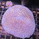 Fungia Mauve 7-8 cm 69,50 €