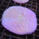 Fungia Mauve 7-8 cm 69,50 €