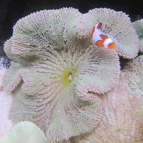 Stichodactyla haddoni - anémone carpette vert clair (12-15 cm)