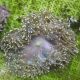 Heteractis magnifica - Anémone à longues tentacules 15 cm.
