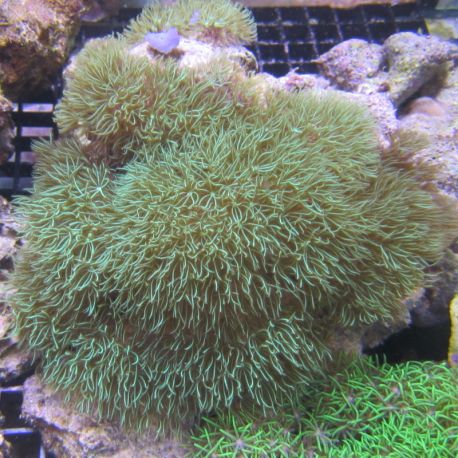 Briareum vert clair 7-8 cm