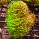 Pachyclavularia violacea vert coeur blanc 7-9 cm 39,50 €