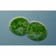 Dr.Bassleer Biofish Food chlorella M 150gr 0.6mm: pour poissons jusqu’à 6cm (flotte au début) 