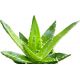 Dr.Bassleer Biofish Food aloe vera M 60gr 0.6mm pour poissons jusqu’à 6cm (flotte au début) 5,40 €