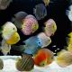 Discus Mix élevage Allemand 5 cm lot de 4 + 1 offert 109,50 €