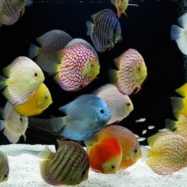 Guppy Mâle Nombreuses Variétés Dispos