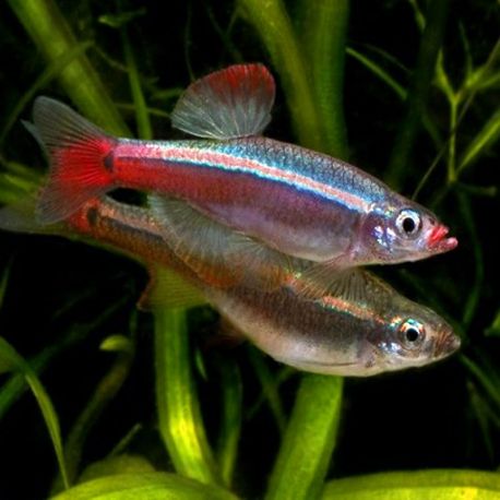 Tanichthys Albonubes Voilés - Néons Chinois voilés lot de 10       15,00 €