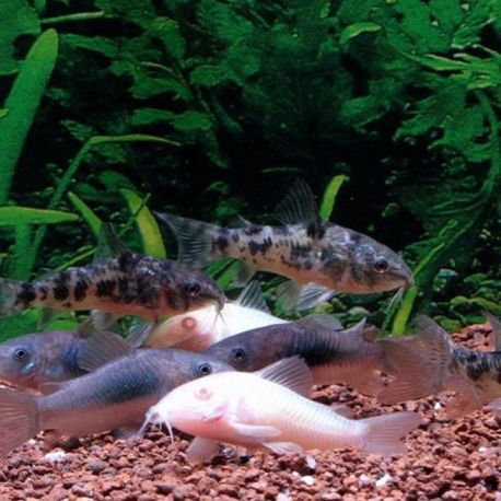 Corydoras assortis lot de 10 + 2 gratuits 27,50 €