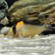 Corydoras Adolfoi lot de 2 16,50 €