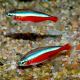 Cardinalis Paracheirodon Axelrodi Taille M 2,20 €
