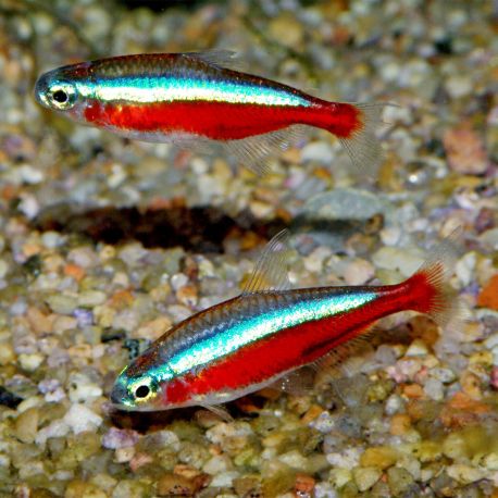 Cardinalis Paracheirodon Axelrodi Taille M 2,20 €