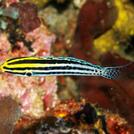Meiacanthus grammistes : 3 à 6 cm  27,00 €