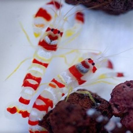 Alpheus randalli 1-2 cm