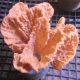 Éponge orange epineuse (15 cm) 52,50 €