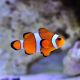 Amphiprion Ocellaris 3-4 cm 18,50 €