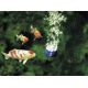 Oase AquaOxy 500 - 8w - 500l/h 57,60 €