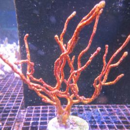 Diodogorgia Nodulifera - gorgone doigt jaune non symbiotique